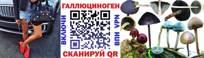 как найти   Берёзовский  Псилоцибиновые грибы GOLDEN TEACHER 